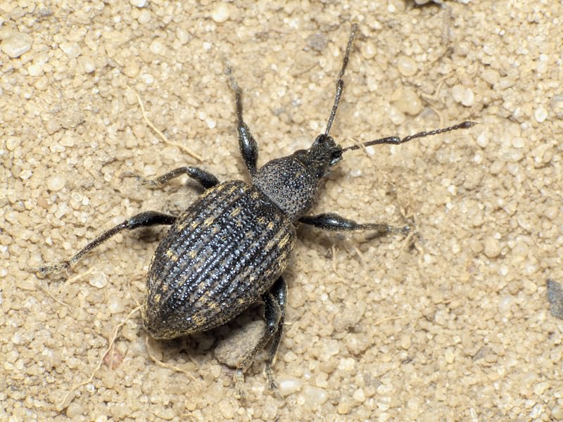 Otiorhynchus sulcatus (Fabricius, 1775)